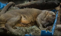 配种视频,揭秘动物繁衍的奇妙瞬间